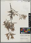 Foto von Salix gracilis Andersson